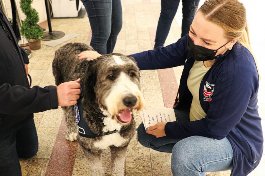 Zoe the therapy dog